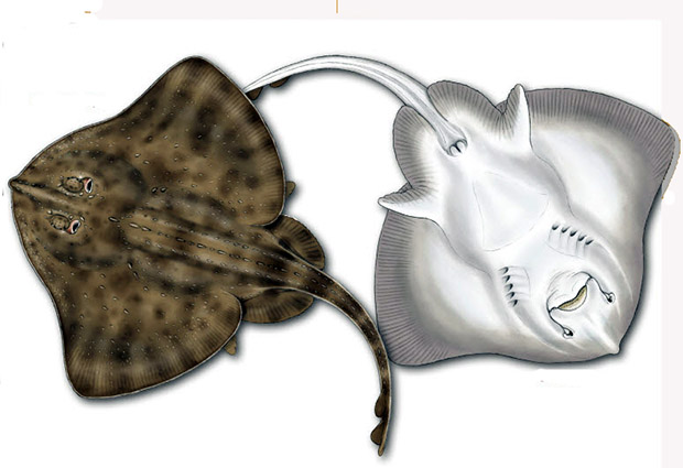 Amblyraja radiata_005.jpg